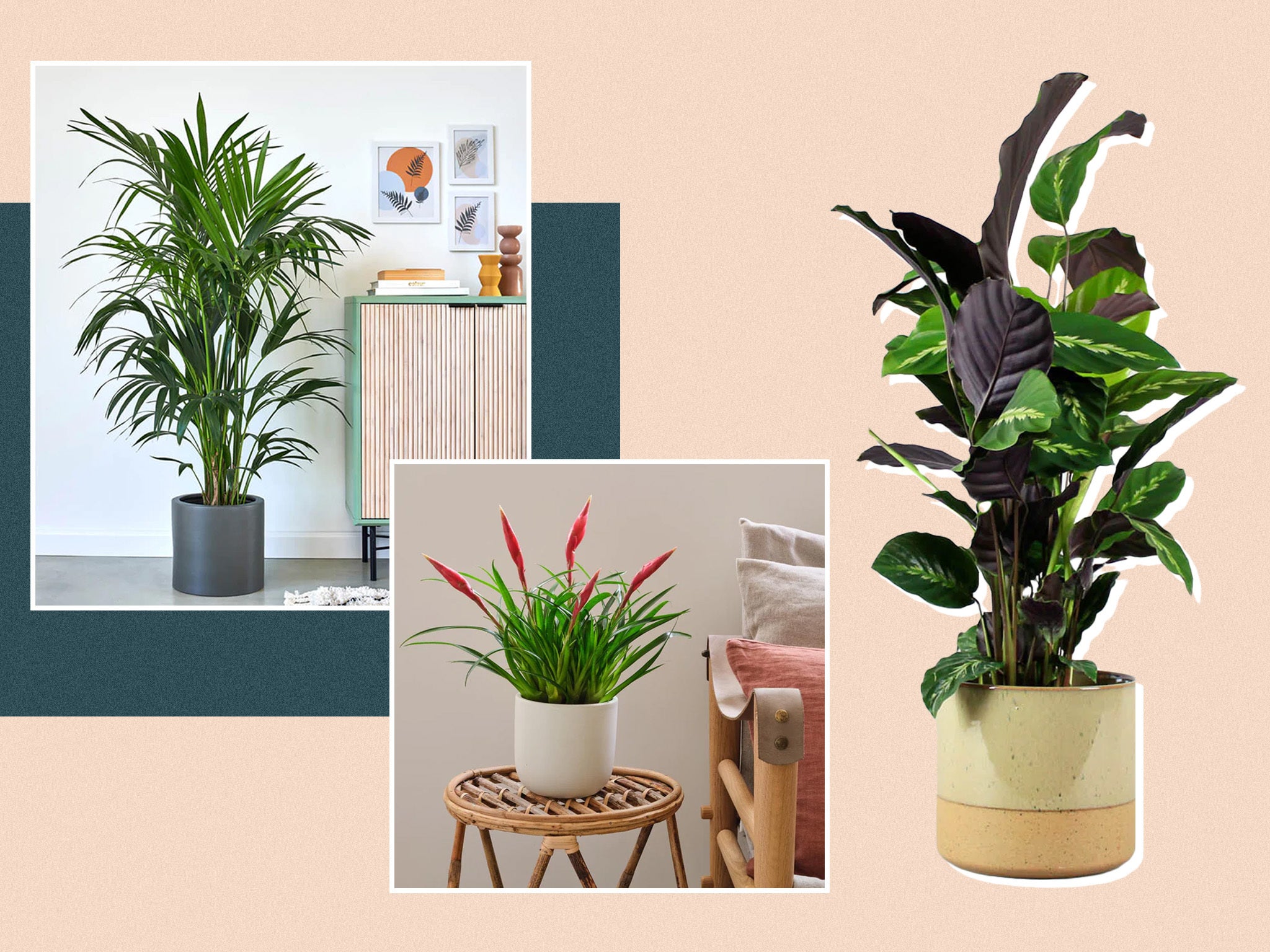 Best Place To Order Houseplants Online